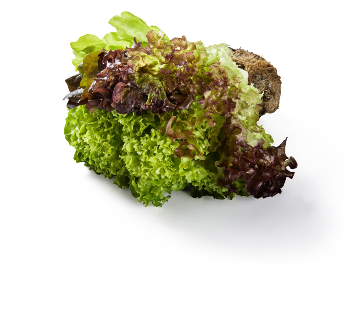 Multicolor Salat mit Wurzel bei Lidl im Havixbeck Prospekt für 0,99 €